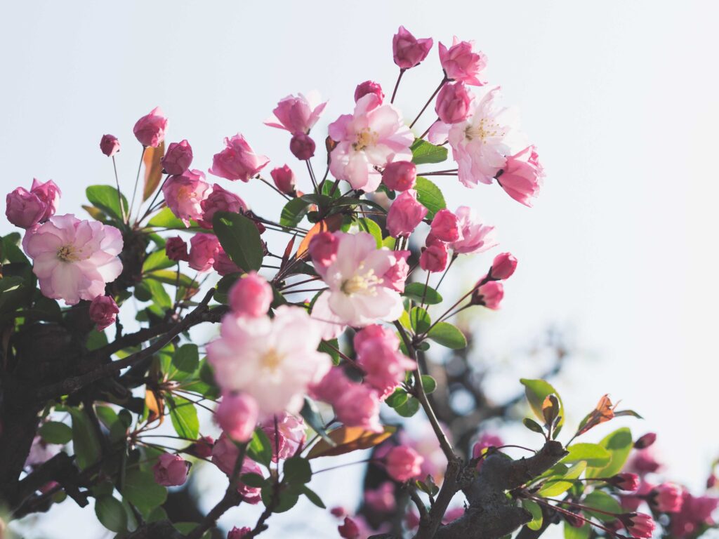 springHorizontal